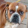 Bruno